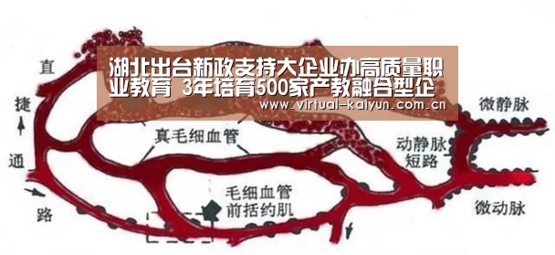 湖北出台新政支持大企业办高质量职业教育 3年培育500家产教融合型企业_开云体育网站(图1) 开元体育