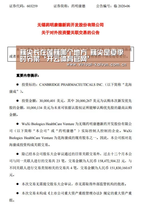 藕尖长在莲藕哪个地方 藕尖是夏季时令菜‘开云体育官网’(图1) 开元体育