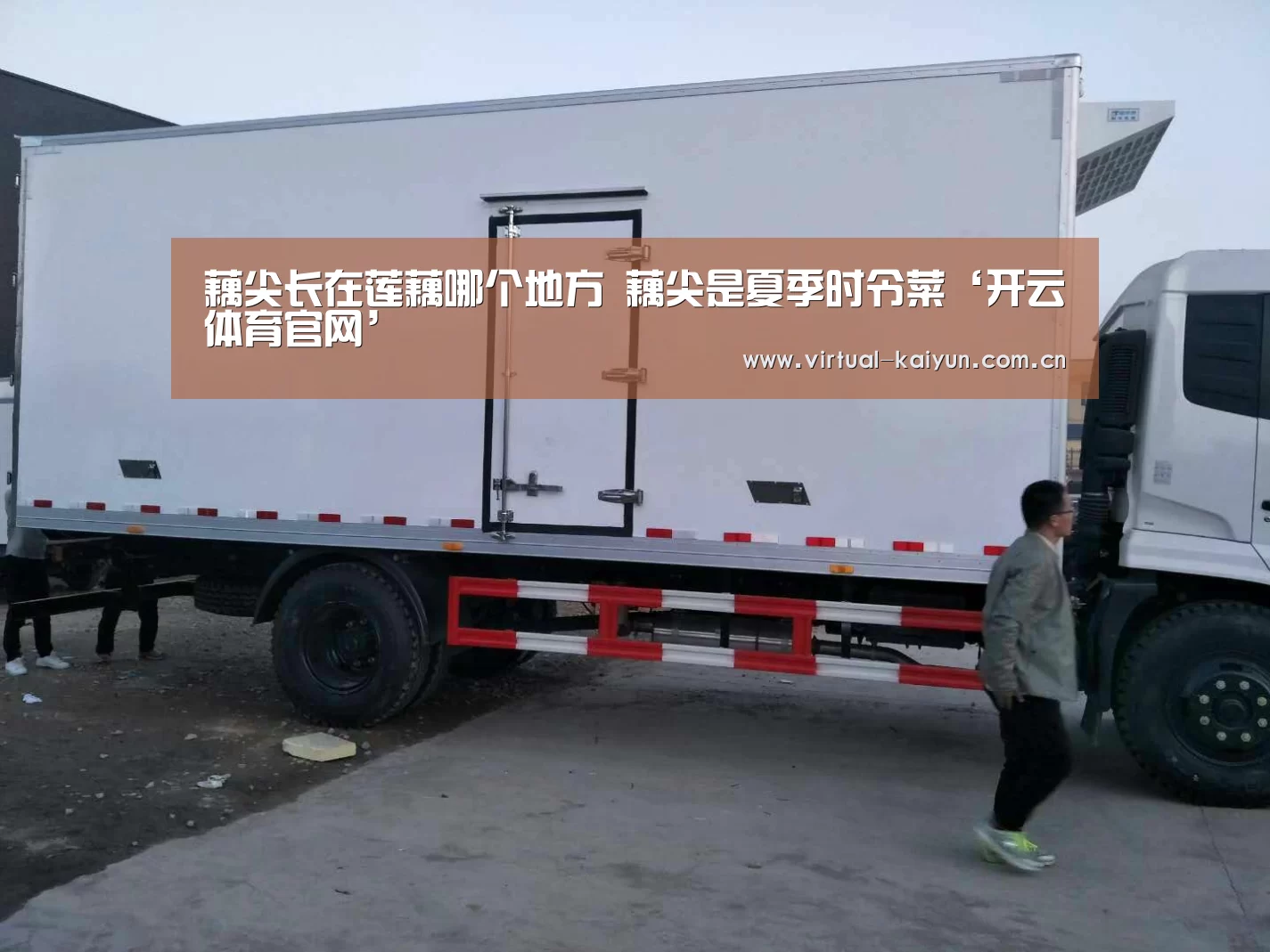 藕尖长在莲藕哪个地方 藕尖是夏季时令菜‘开云体育官网’(图2) 开云体育官网